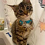 cat, kitten, tabby, pet, collar, bell, whiskers, big_eyes, cute, indoor, bathroom, bathtub_rim, curtain, fur, sitting, paws, portrait, striped, adorable, closeup