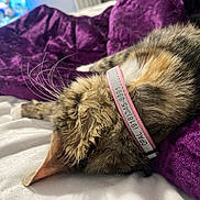 Opal joined the competition — help win amazing prizes! cat, tabby_cat, sleeping, whiskers, collar, bed, blanket, purple_blanket, fur, close_up, pet, indoor, cozy, pillow, white_sheets, neck, relaxed, animal, soft_texture, cute