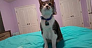Isaac joined the competition — help win amazing prizes! bed, bedroom, blue_collar, cat, curious, domestic_cat, feline, furniture, indoor, lavender_walls, pet, pillow, purple_wall, resting, sitting, tag, turquoise_bedspread, white_doors, wooden_drawer, yellow_light