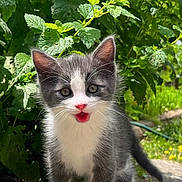 Bouddha participe au concours pour gagner de l'argent avec cette photo : kitten, cat, gray_and_white, outdoor, greenery, plants, sunlight, young_animal, pet, cute, small, fur, whiskers, nature, playful, alert, animal, garden, walking, daylight