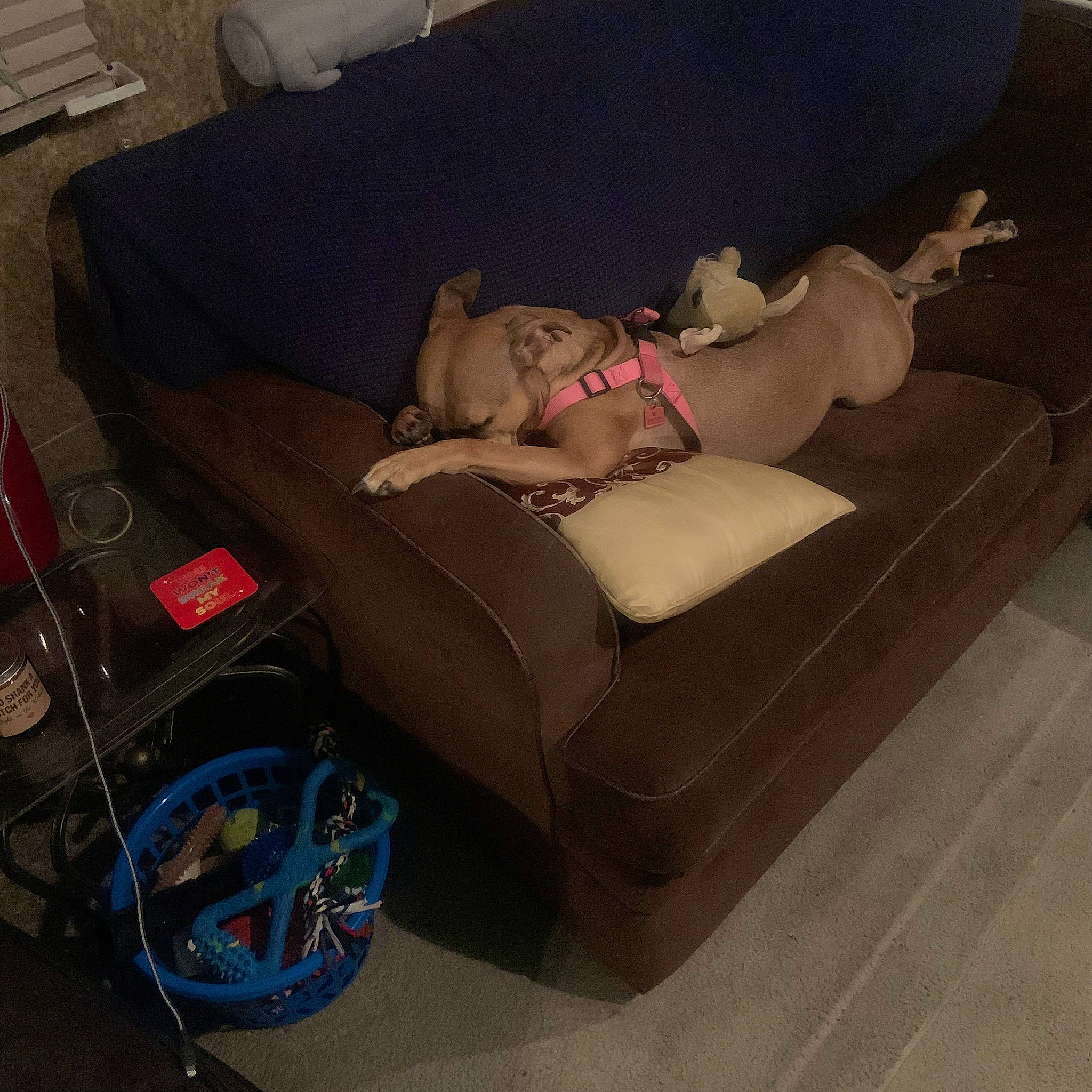 Gracie joined the competition — help win amazing prizes! auto_part, automotive_design, automotive_exterior, automotive_tire, automotive_wheel_system, bumper, car_seat, comfort, couch, floor, flooring, luxury_vehicle, motor_vehicle, personal_luxury_car, studio_couch, tire, vehicle, vehicle_door, wheel, wood