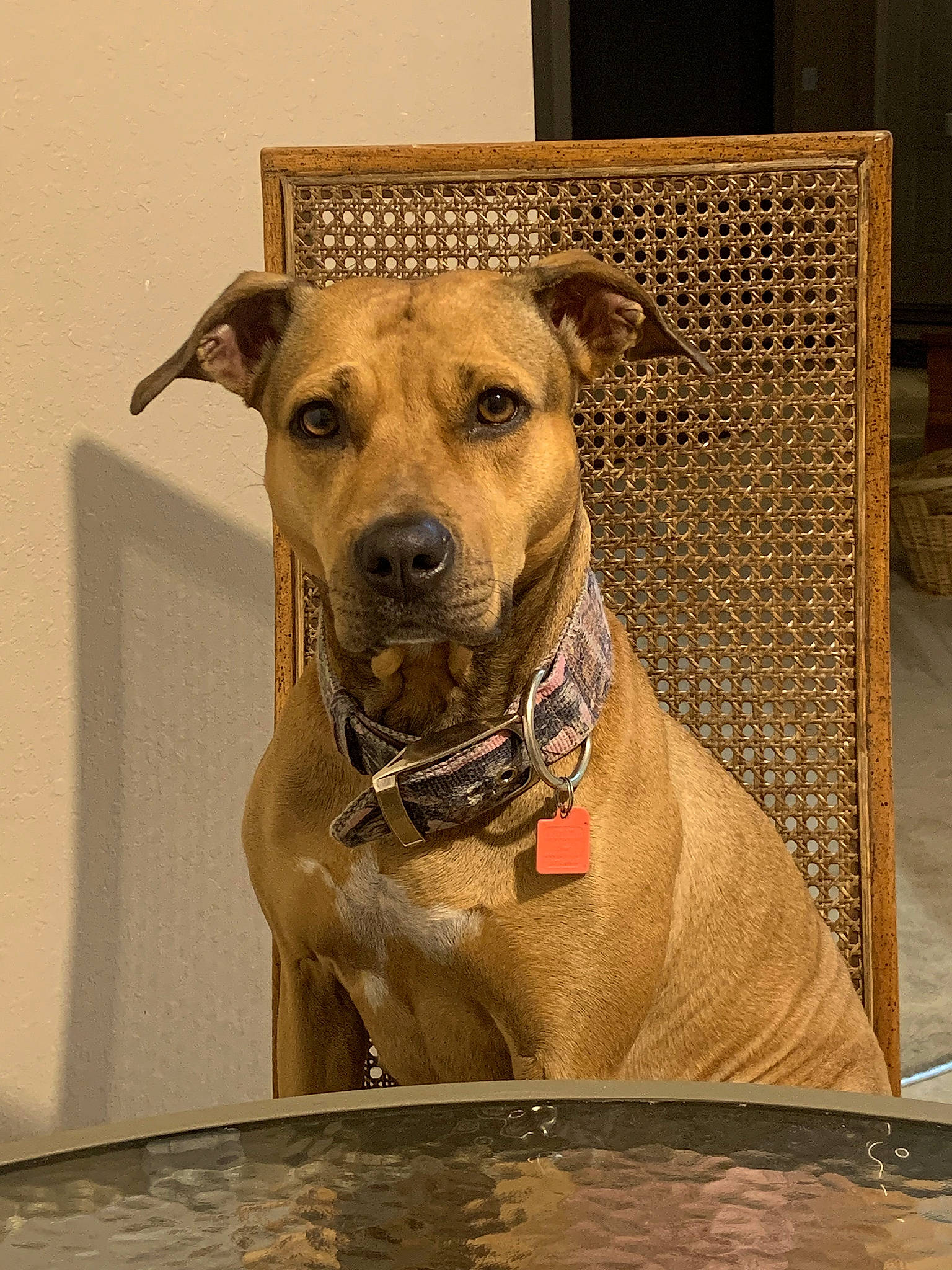 Gracie joined the competition — help win amazing prizes! ancient_dog_breeds, art, carnivore, collar, companion_dog, dog, dog_breed, dog_collar, fawn, flooring, guard_dog, pet_supply, rectangle, snout, sporting_group, water, whiskers, wood, working_animal, working_dog