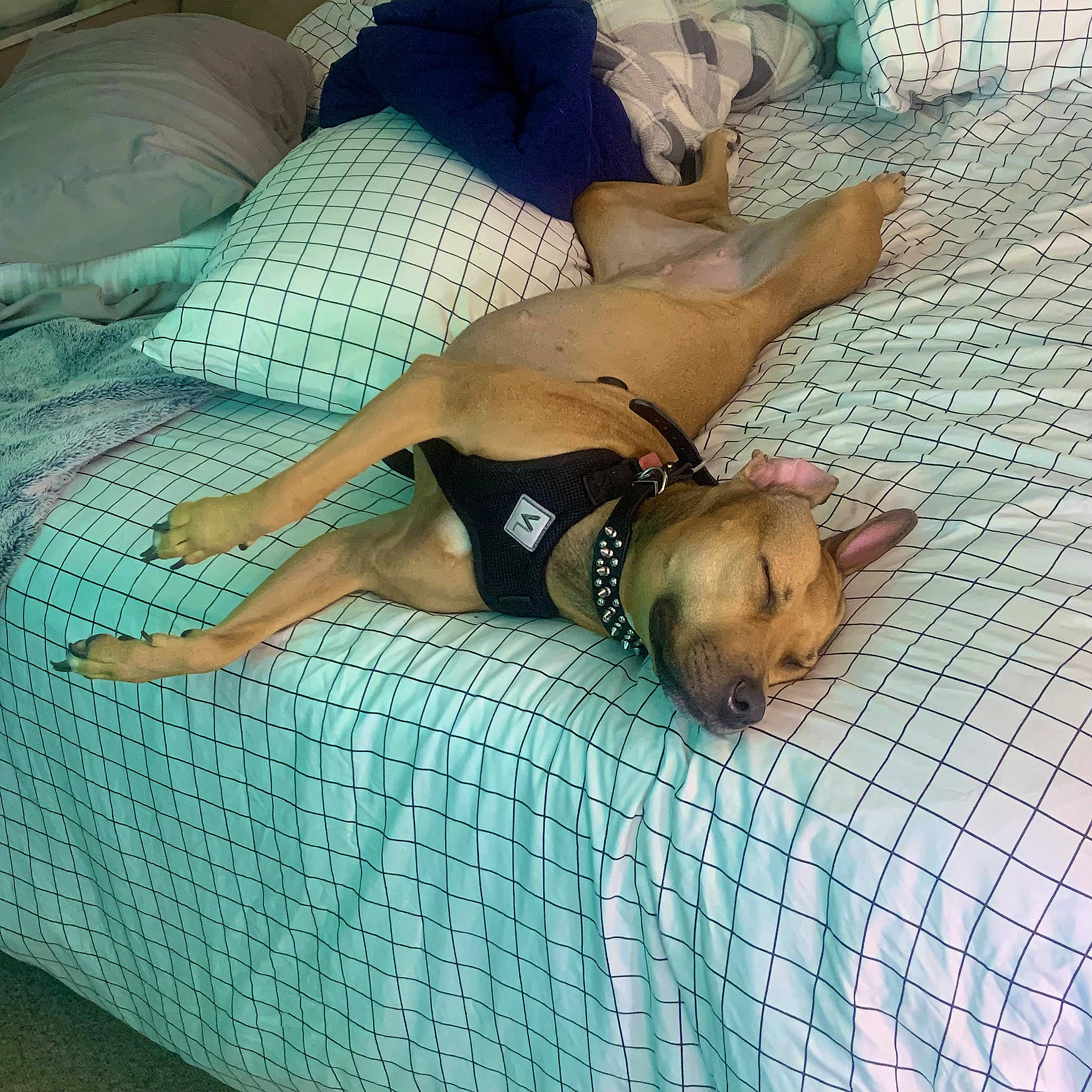 Gracie is registered to the contest to win money with this photo: abdomen, barechested, barefoot, carnivore, chest, comfort, companion_dog, dog, dog_breed, fawn, foot, human_leg, knee, leisure, linens, sporting_group, thigh, trunk, undergarment, underpants