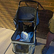 Gizmo is registered to the contest to win money with this photo: dog, pet_stroller, sidewalk, brick_wall, person, shorts, casual_shoes, black_dog, leash, outdoor, evening, shadow, curious, small_dog, mesh_netting, concrete, urban, animal, pet, walking
