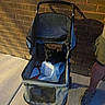 dog, pet_stroller, sidewalk, brick_wall, person, shorts, casual_shoes, black_dog, leash, outdoor, evening, shadow, curious, small_dog, mesh_netting, concrete, urban, animal, pet, walking