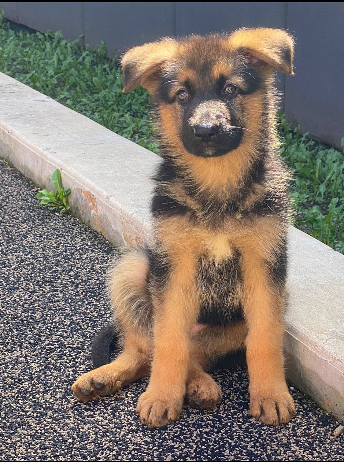 Zulu joined the competition — help win amazing prizes! ancient_dog_breeds, canidae, carnivore, companion_dog, dog, dog_breed, fawn, fur, grass, herding_dog, plant, puppy, road_surface, sporting_group, tail, terrestrial_animal, whiskers, working_animal, working_dog