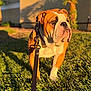 bulldog, dog, pet, leash, grass, outdoor, sunlight, canine, animal, nature, daylight, mammal, walking, domestic_animal, closeup, portrait, brown, white, face, fur