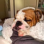 bulldog, puppy, dog, sleeping, close_up, paw, blanket, cozy, fur, pet, indoor, resting, cute, face, animal, snout, ears, relaxation, comfort, soft