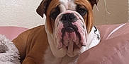 Rocco is registered to the contest to win money with this photo: bulldog, dog, pet, bed, pillow, blanket, indoor, animal, canine, resting, brown, white, fur, collar, cute, portrait, closeup, home, relaxed, sleepy