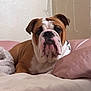 bulldog, dog, pet, bed, pillow, blanket, indoor, animal, canine, resting, brown, white, fur, collar, cute, portrait, closeup, home, relaxed, sleepy