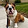 Rocco