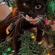 Luna is registered to the contest to win money with this photo: cat, tuxedo_cat, christmas_tree, holiday_lights, festive, whiskers, close_up, indoor, pet, curious, black_and_white, animal, greenery, decorations, branches, feline, cute, christmas, playful, festive_lighting