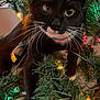 cat, tuxedo_cat, christmas_tree, holiday_lights, festive, whiskers, close_up, indoor, pet, curious, black_and_white, animal, greenery, decorations, branches, feline, cute, christmas, playful, festive_lighting