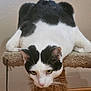 cat, black_and_white, pet, animal, feline, indoor, perch, scratching_post, fur, whiskers, ears, green_eyes, resting, looking_down, wood_floor, wall, curious, cute, domestic, relaxed
