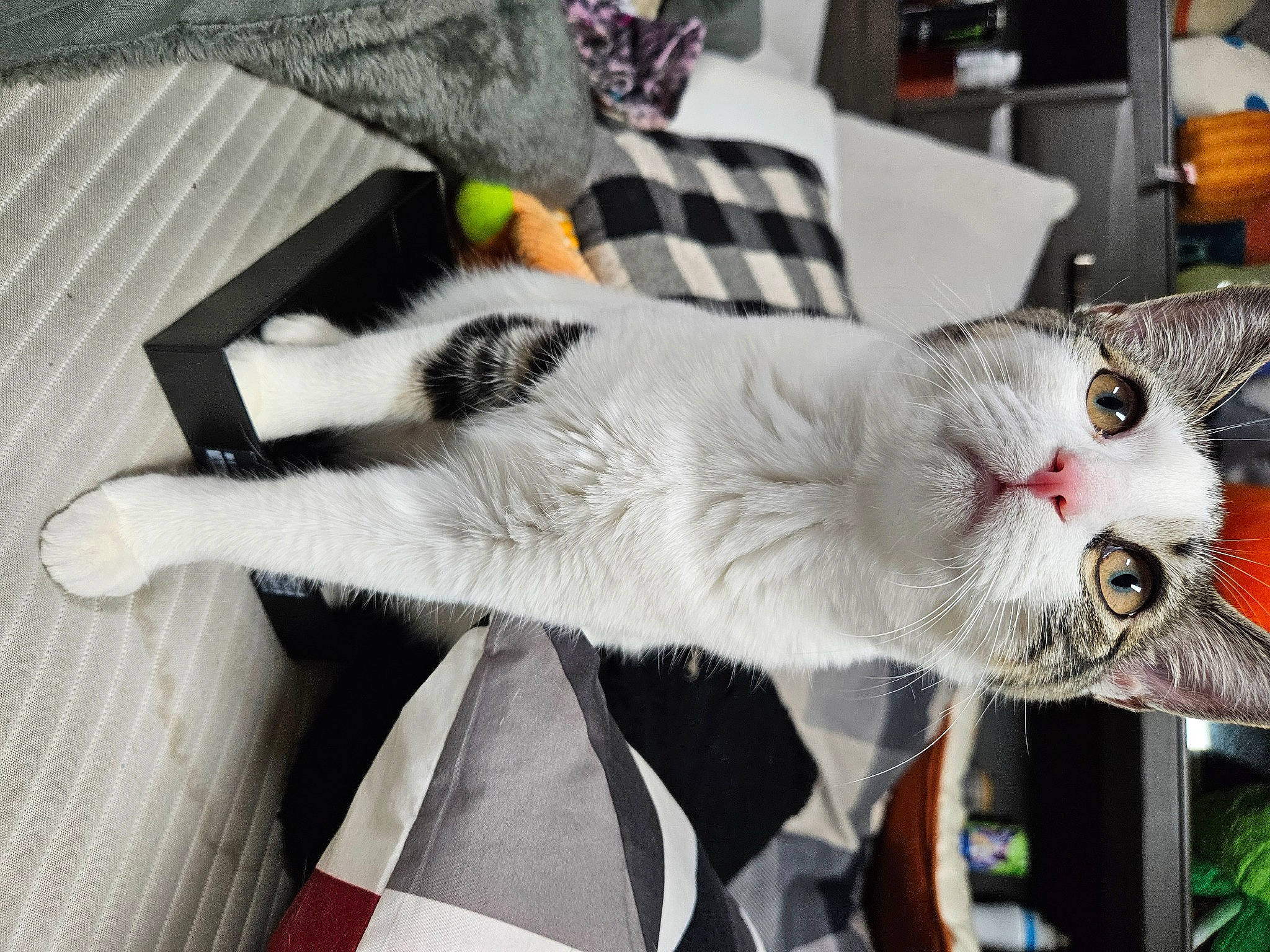 Oreo is registered to the contest to win money with this photo: carnivore, cat, collar, domestic_short_haired_cat, felidae, fur, paw, plant, small_to_medium_sized_cats, snout, tail, whiskers, white