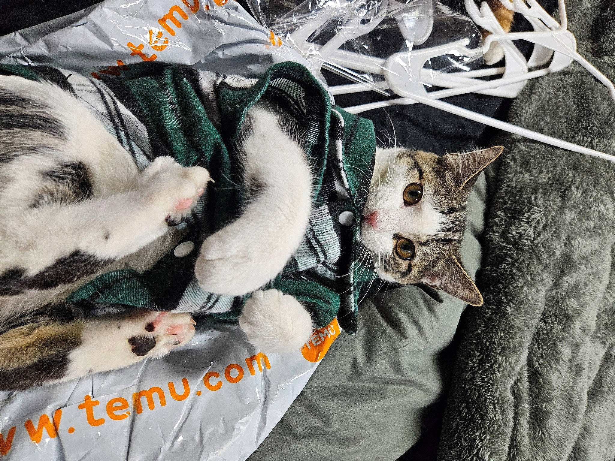 Oreo joined the competition — help win amazing prizes! bag, carnivore, cat, comfort, domestic_short_haired_cat, felidae, fur, grey, linens, mammal, pattern, paw, photo_caption, small_to_medium_sized_cats, tail, terrestrial_animal, textile, vertebrate, whiskers