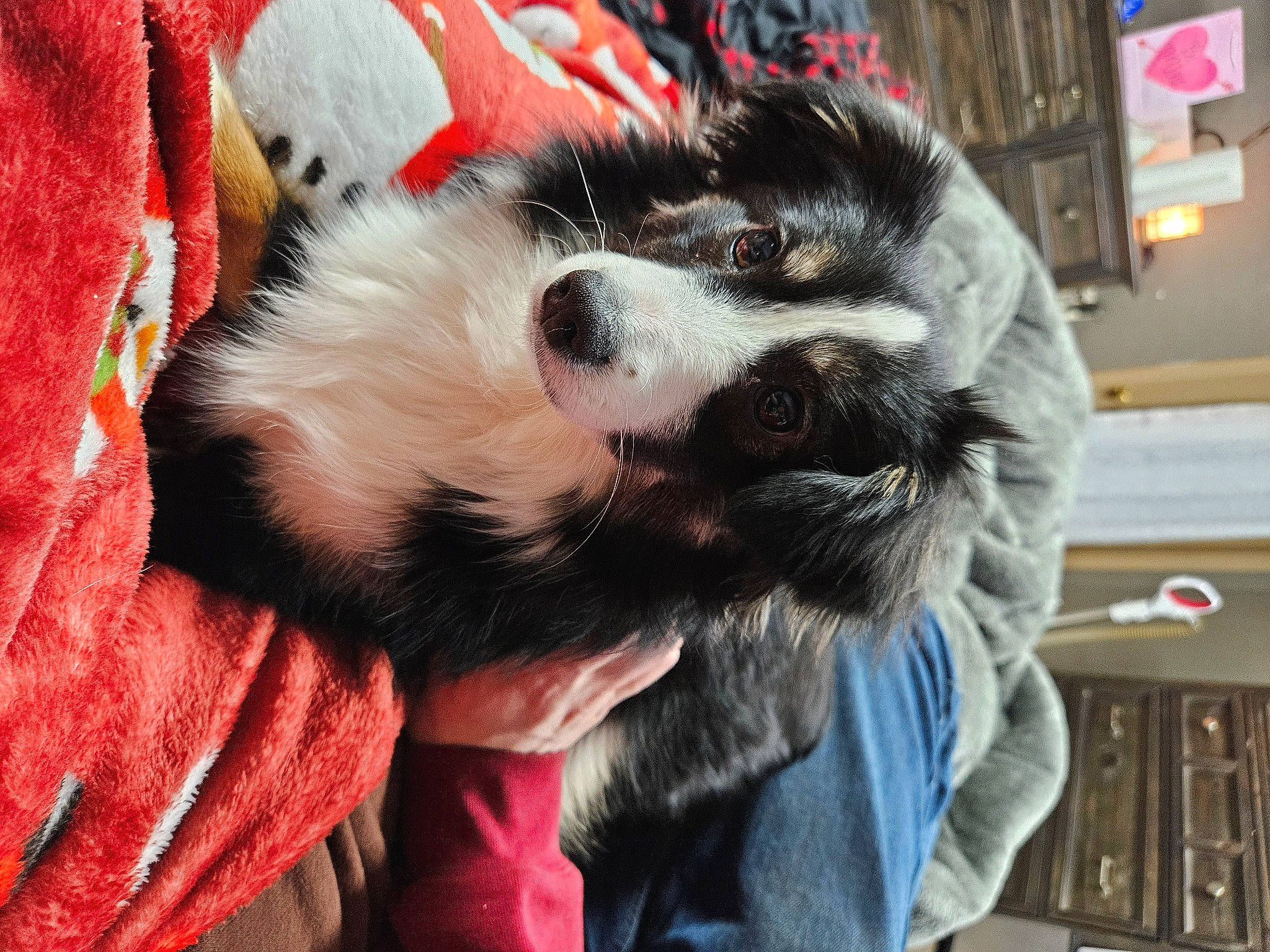 Brookie Cookie joined the competition — help win amazing prizes! canidae, carnivore, claw, companion_dog, dog, dog_breed, felidae, fur, herding_dog, non_sporting_group, paw, puppy, snout, sporting_group, toy_dog, whiskers, working_dog