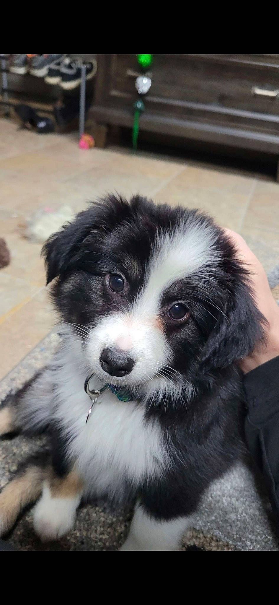 Brookie Cookie is registered to the contest to win money with this photo: bored, canidae, carnivore, companion_dog, dog, dog_breed, fur, herding_dog, puppy, snout, sporting_group, sports_equipment, terrestrial_animal, toy_dog, whiskers, working_animal, working_dog