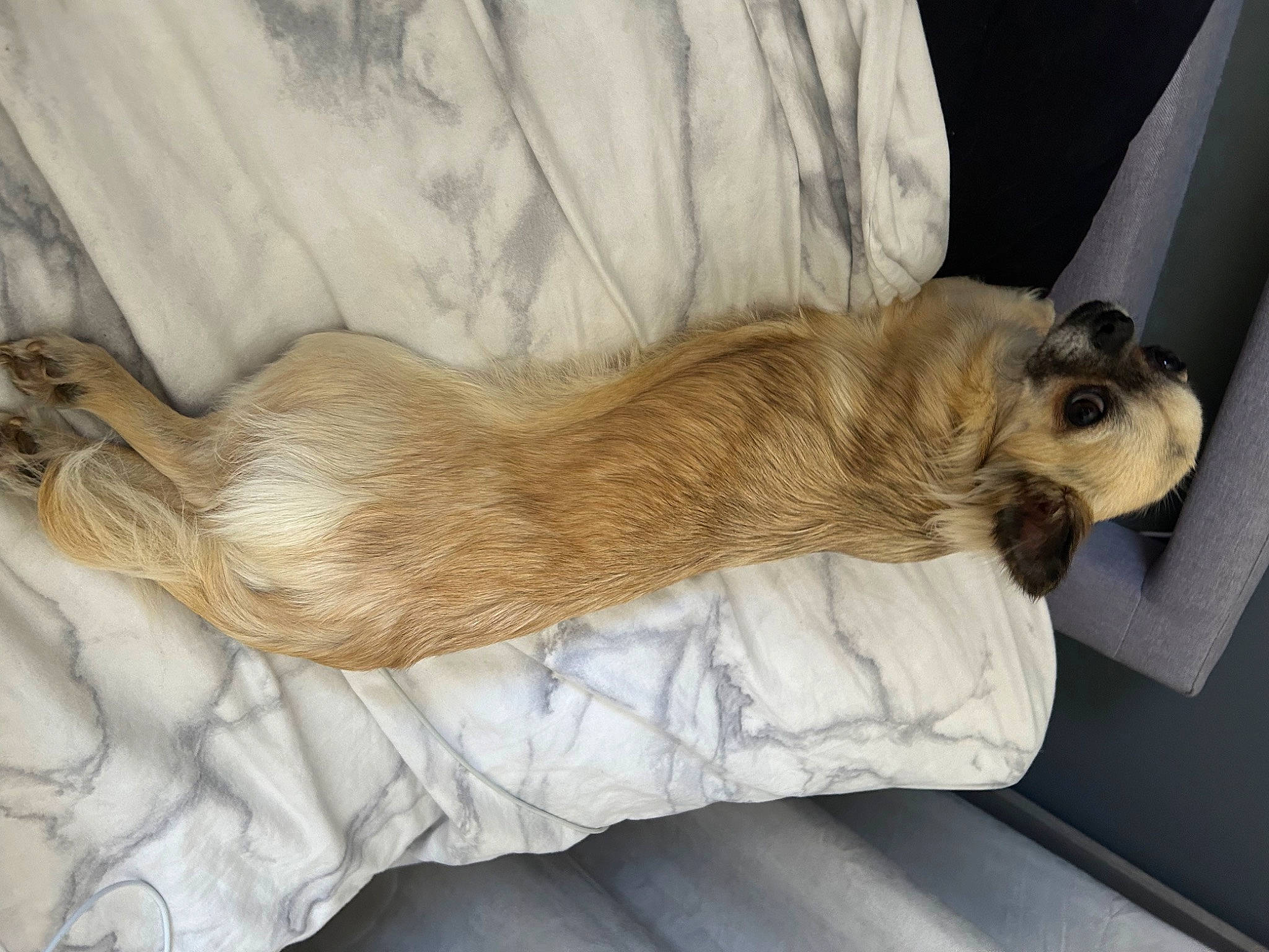 Tapas a rejoint le concours — aidez-le/la à gagner de superbes lots ! canidae, carnivore, claw, comfort, companion_dog, dog, dog_breed, fawn, felidae, foot, fur, liver, nap, radio, small_to_medium_sized_cats, snout, sporting_group, tail, whiskers, wood