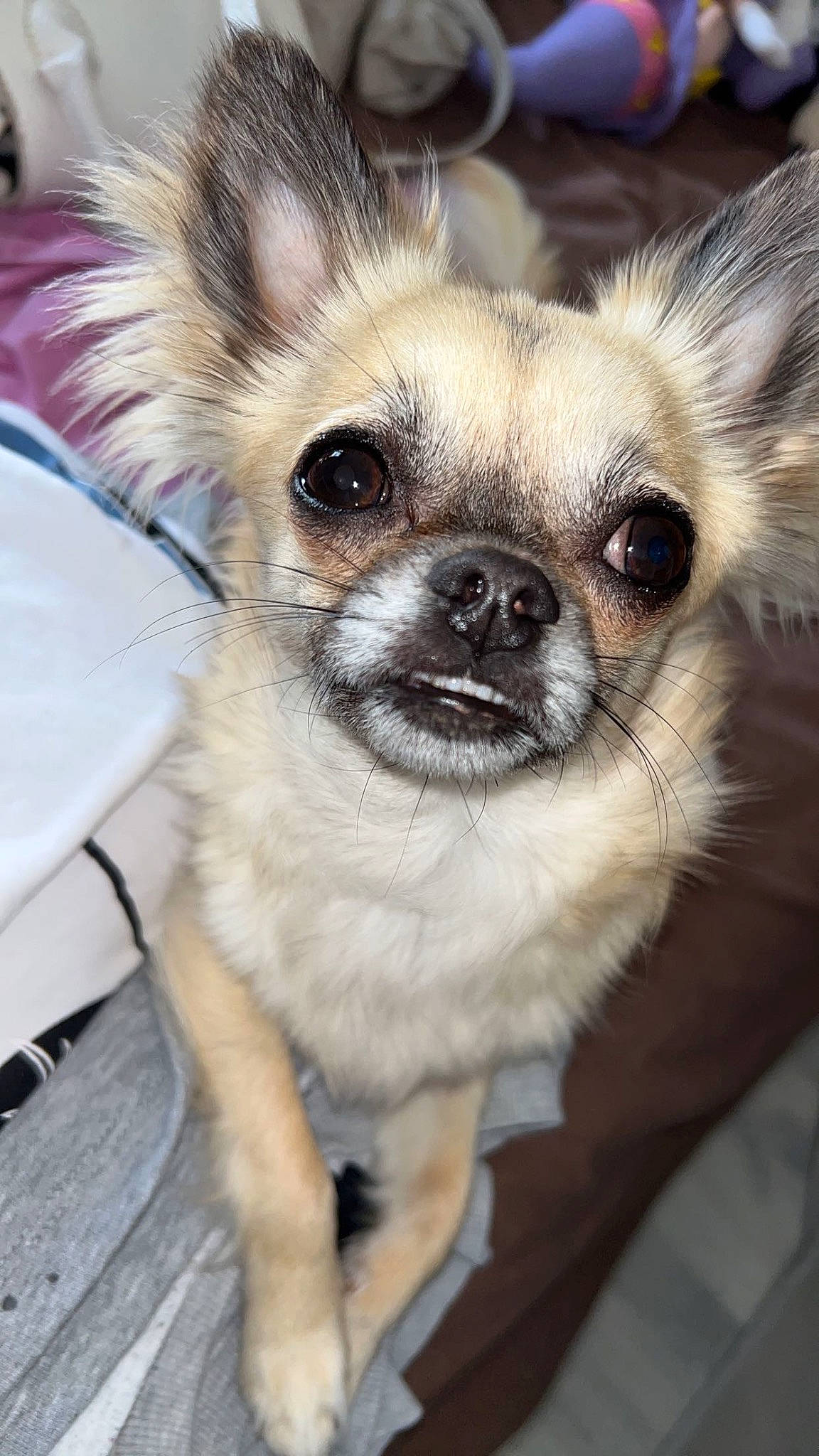 Tapas participe au concours pour gagner de l'argent avec cette photo : canidae, carnivore, chihuahua, companion_dog, dog, dog_breed, dog_supply, ear, eye, fawn, fur, iris, non_sporting_group, puppy, snout, terrestrial_animal, toy_dog, whiskers