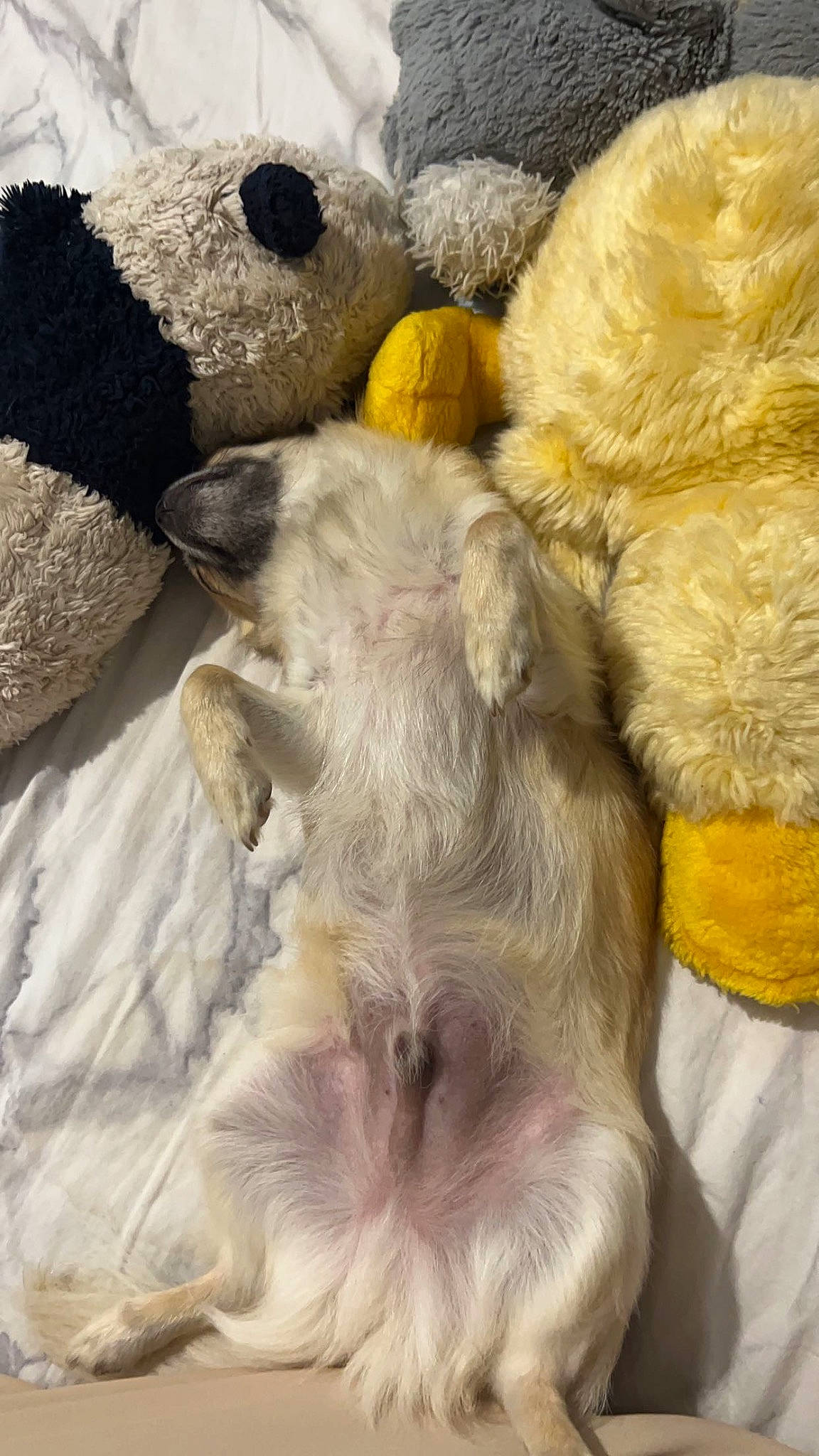 Tapas participe au concours pour gagner de l'argent avec cette photo : canidae, carnivore, claw, companion_dog, dog_breed, fang, fawn, felidae, fur, liver, livestock, natural_material, paw, snout, sporting_group, stuffed_toy, tail, terrestrial_animal, whiskers, working_animal