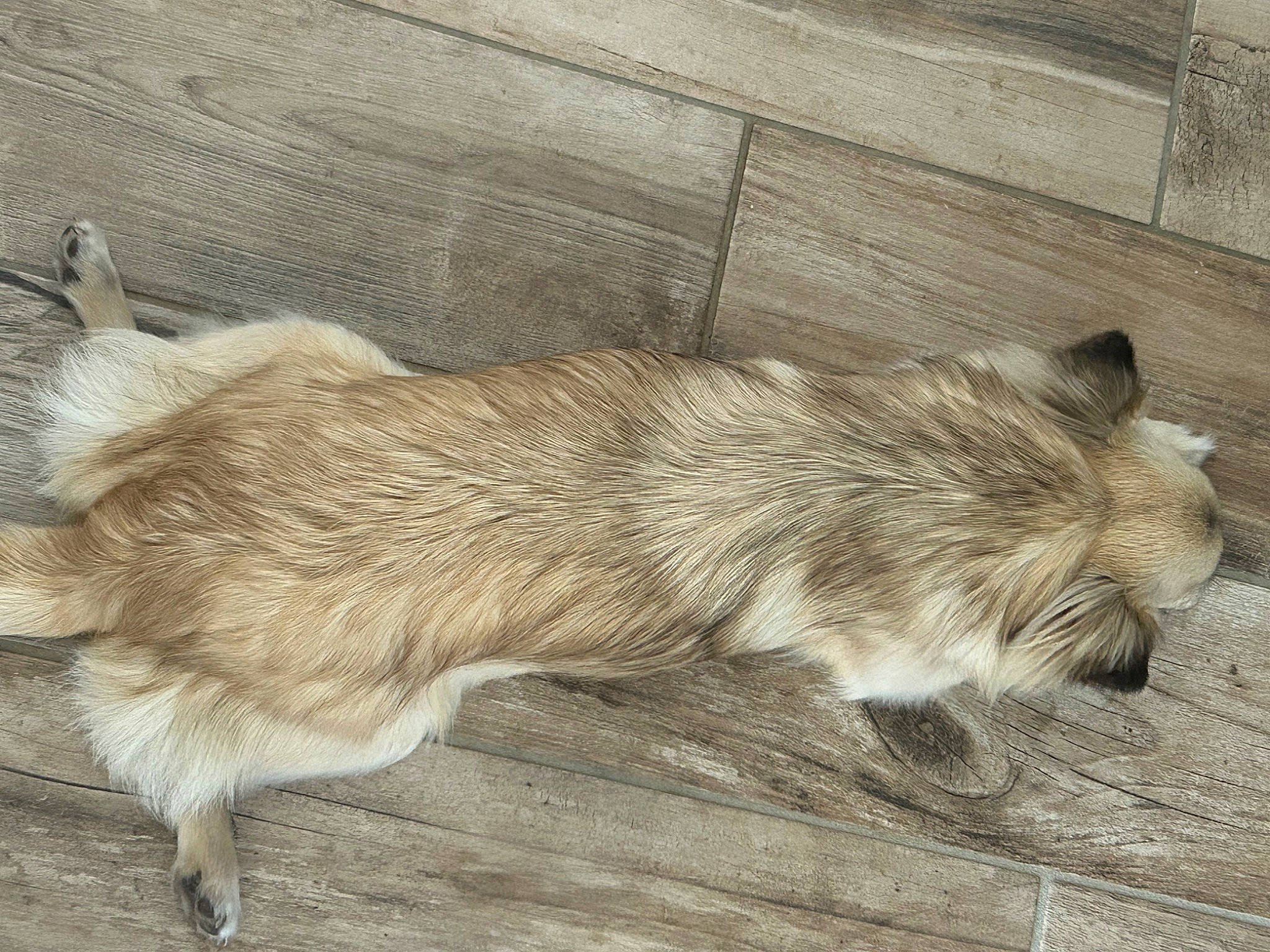 Tapas participe au concours pour gagner de l'argent avec cette photo : art, canidae, carnivore, claw, dog, dog_breed, drawing, fur, procyonidae, snout, tail, terrestrial_animal, whiskers, wildlife, wood