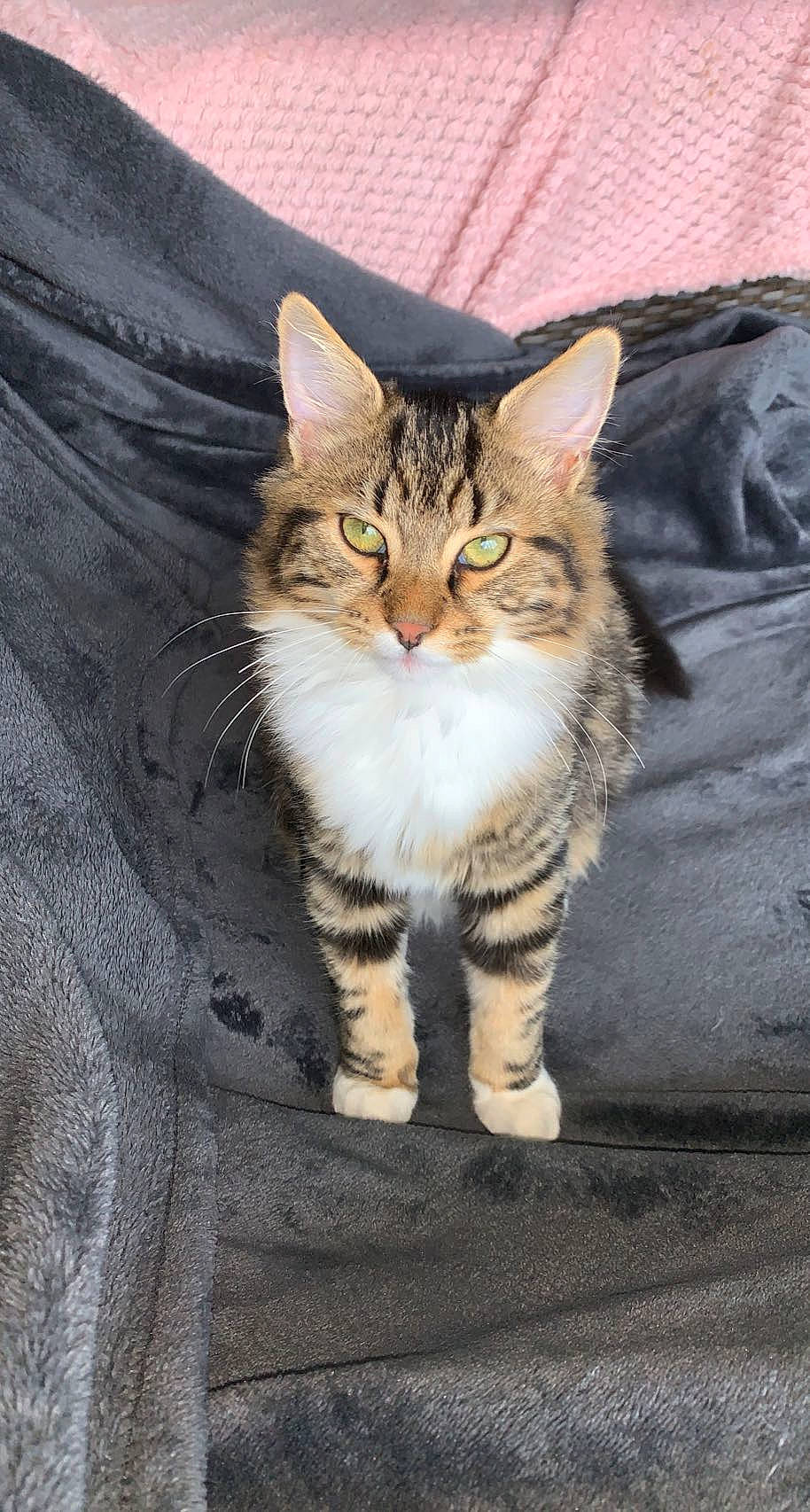 Salto participe au concours pour gagner de l'argent avec cette photo : carnivore, cat, claw, domestic_short_haired_cat, eye, fawn, felidae, foot, fur, head, human_leg, paw, sitting, small_to_medium_sized_cats, snout, tail, terrestrial_animal, whiskers