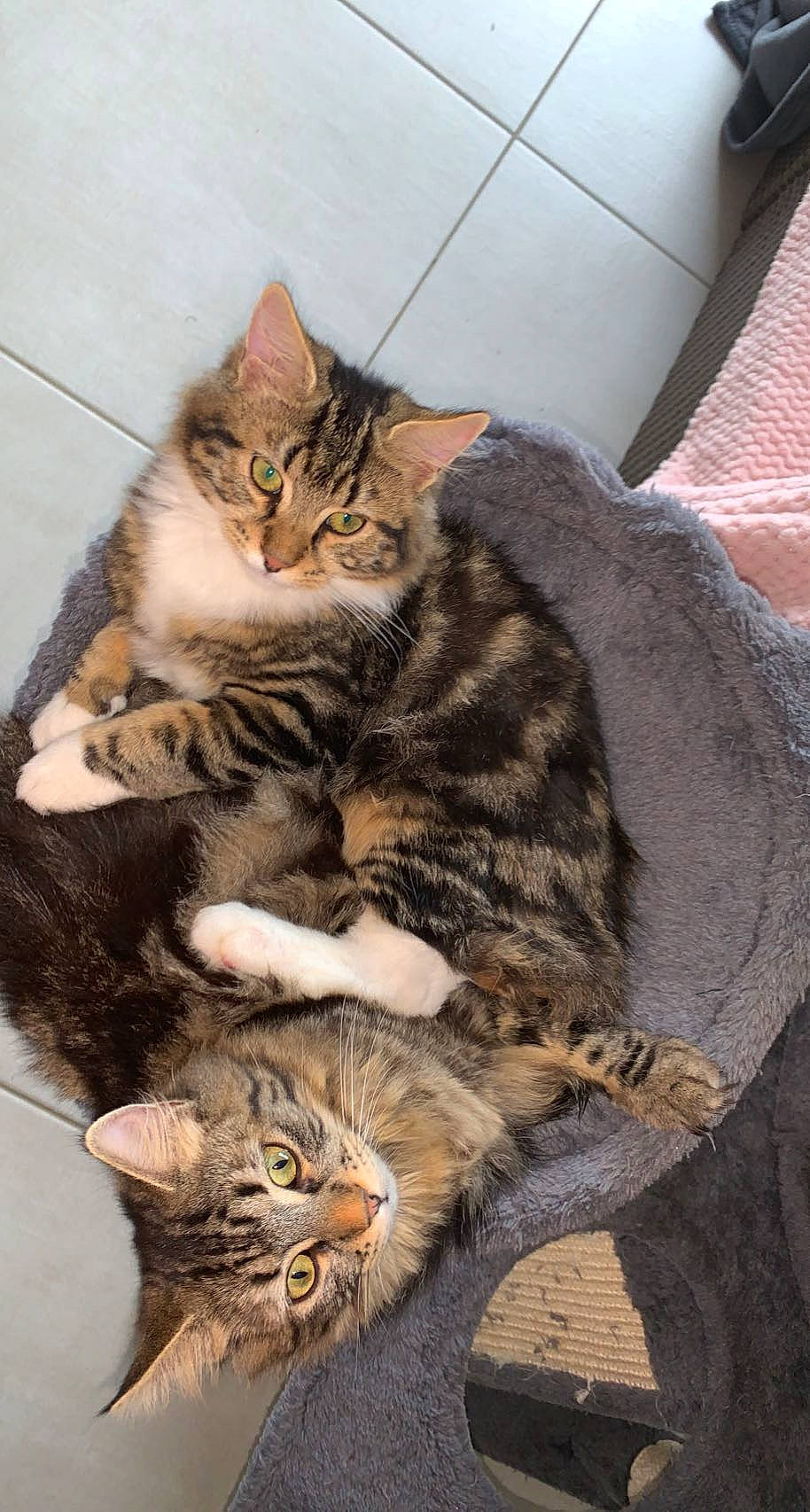 Salto a rejoint le concours — aidez-le/la à gagner de superbes lots ! carnivore, cat, claw, comfort, domestic_short_haired_cat, fawn, felidae, fur, paw, small_to_medium_sized_cats, snout, tail, terrestrial_animal, whiskers