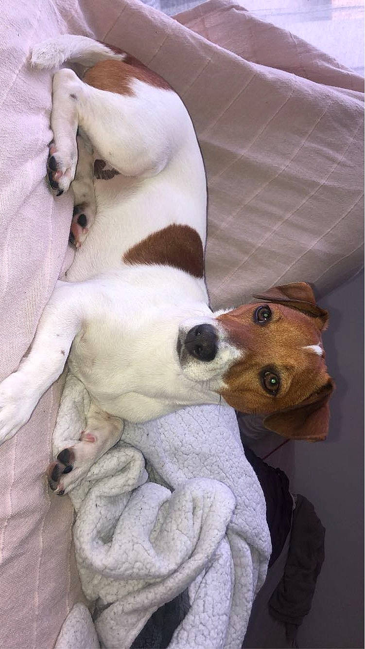 Jack a rejoint le concours — aidez-le/la à gagner de superbes lots ! bag, canidae, carnivore, collar, comfort, companion_dog, dog_breed, fawn, felidae, fur, linens, plush, small_to_medium_sized_cats, snout, sporting_group, stuffed_toy, tail, toy, whiskers, working_animal