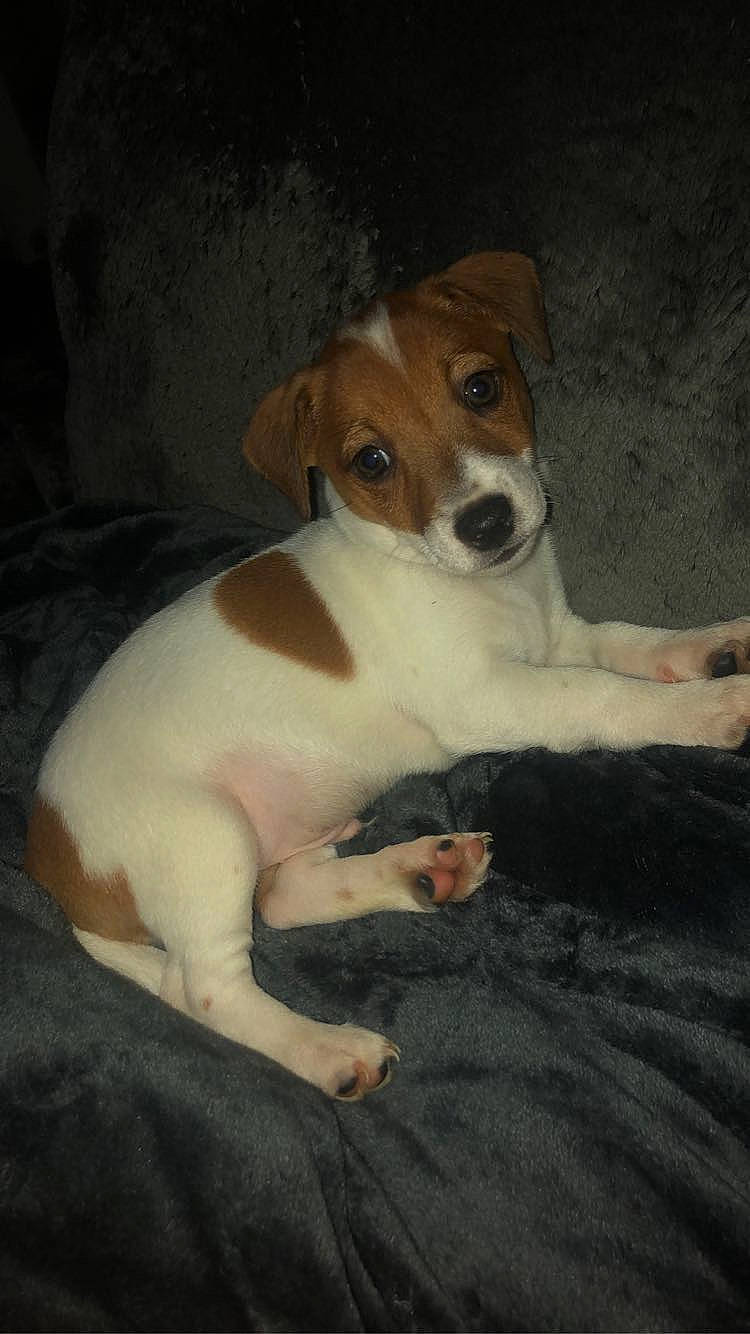 Jack a rejoint le concours — aidez-le/la à gagner de superbes lots ! canidae, carnivore, companion_dog, dog, dog_breed, fawn, fur, irishjacks, paw, puppy, sitting, snout, sporting_group, tail, terrestrial_animal, whiskers, working_animal