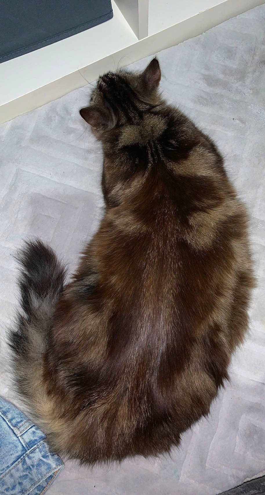 Shana participe au concours pour gagner de l'argent avec cette photo : black_cat, carnivore, cat, claw, comfort, dog_breed, domestic_short_haired_cat, fawn, felidae, flooring, fur, liver, nap, paw, small_to_medium_sized_cats, snout, tail, terrestrial_animal, whiskers