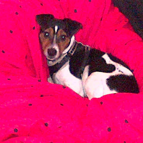 Max joined the competition — help win amazing prizes!