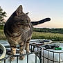 cat, tabby, animal, pet, outdoor, nature, metal_cage, whiskers, fur, greenery, field, sky, dusk, curious, feline, profile, paws, tail, rural, serene