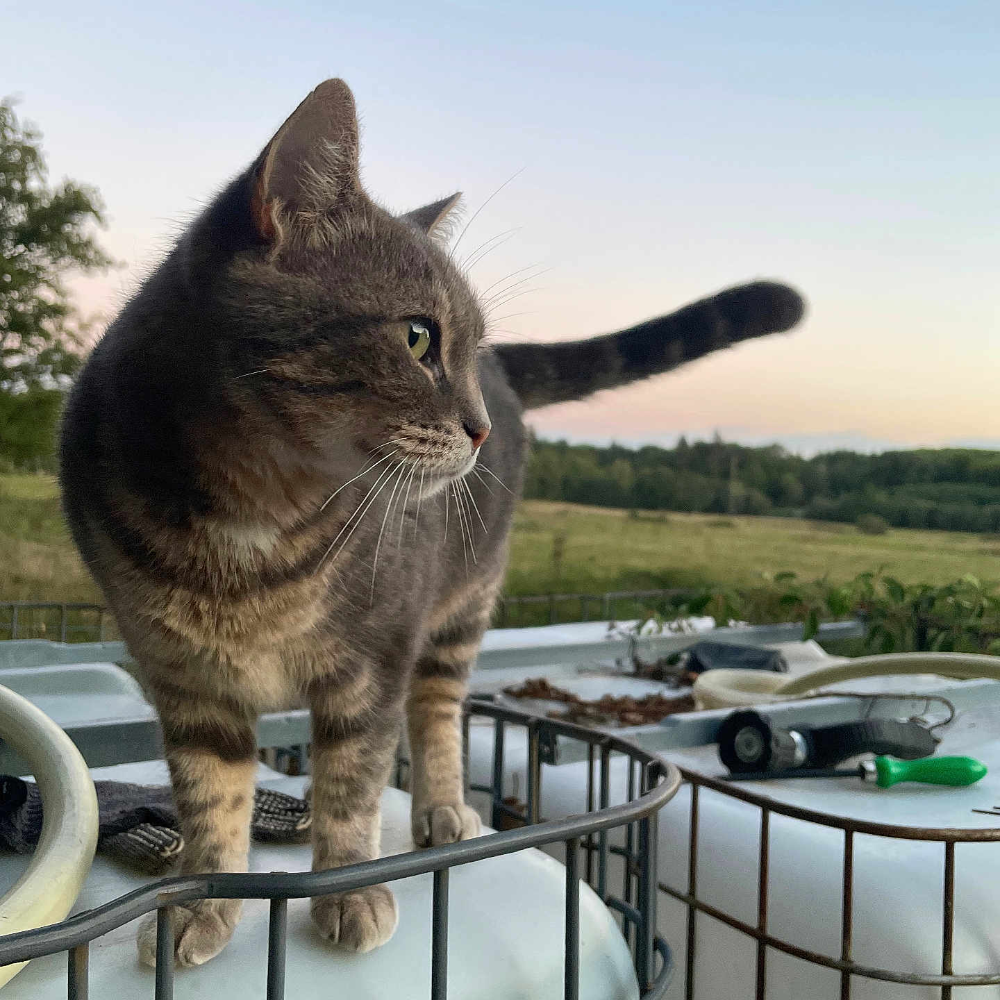Nala a rejoint le concours — aidez-le/la à gagner de superbes lots ! animal, cat, curious, dusk, feline, field, fur, greenery, metal_cage, nature, outdoor, paws, pet, profile, rural, serene, sky, tabby, tail, whiskers