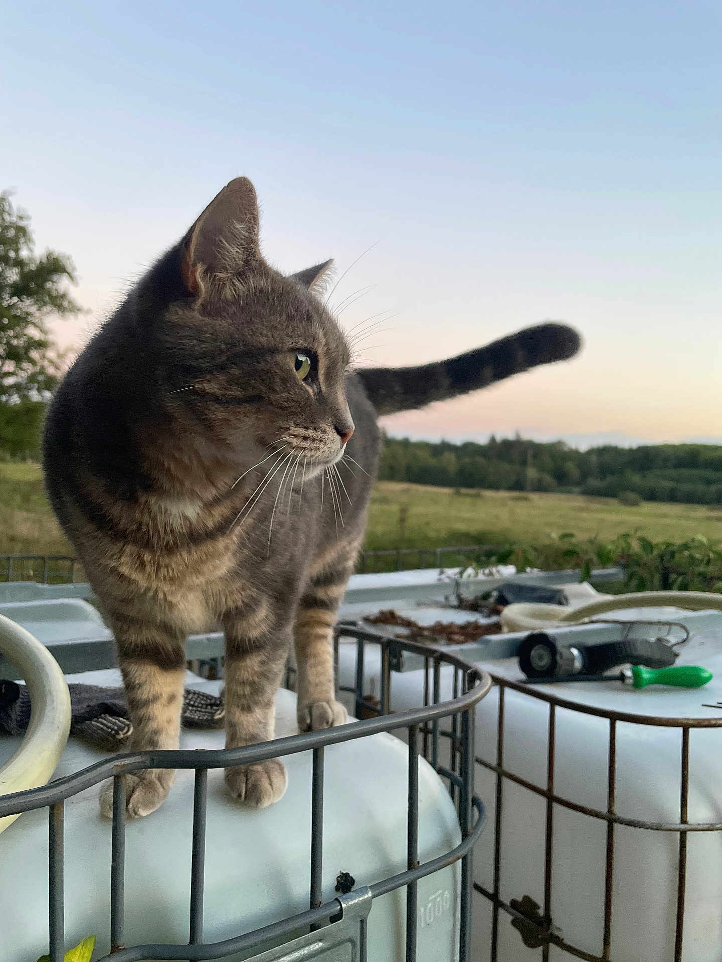 Nala a rejoint le concours — aidez-le/la à gagner de superbes lots ! cat, tabby, animal, pet, outdoor, nature, metal_cage, whiskers, fur, greenery, field, sky, dusk, curious, feline, profile, paws, tail, rural, serene