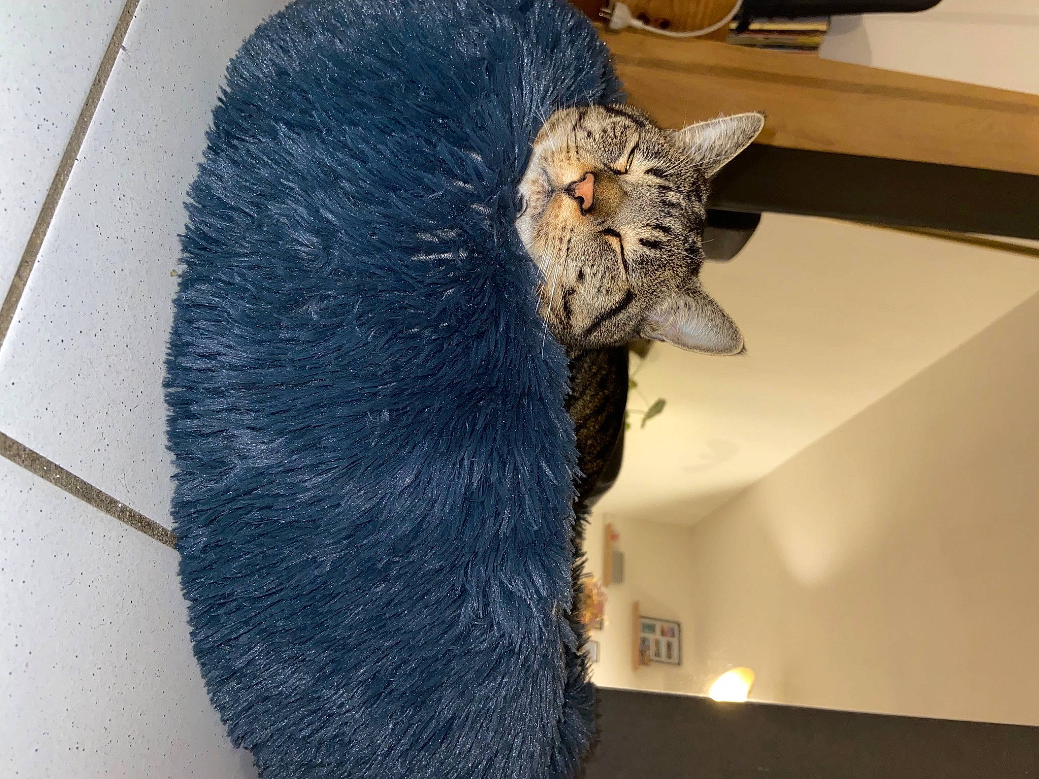 Hercule a rejoint le concours — aidez-le/la à gagner de superbes lots ! art, carnivore, cat, cat_supply, claw, comfort, domestic_short_haired_cat, electric_blue, felidae, flooring, fur, grey, pet_supply, russian_blue, small_to_medium_sized_cats, snout, tail, whiskers, wood