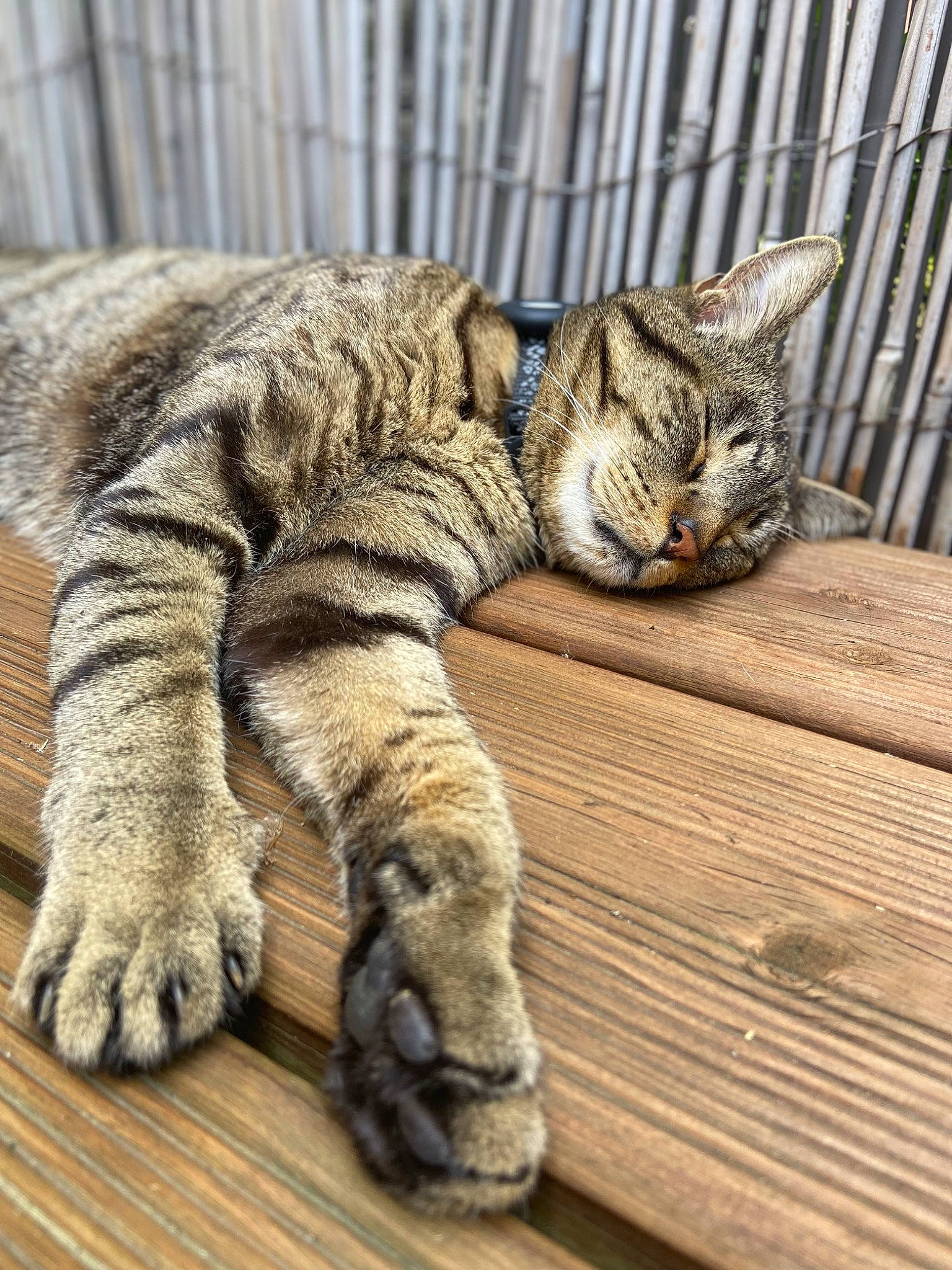 Hercule a rejoint le concours — aidez-le/la à gagner de superbes lots ! carnivore, cat, claw, comfort, domestic_short_haired_cat, fawn, felidae, foot, fur, hardwood, paw, small_to_medium_sized_cats, snout, tail, terrestrial_animal, toe, whiskers, wildlife, wood