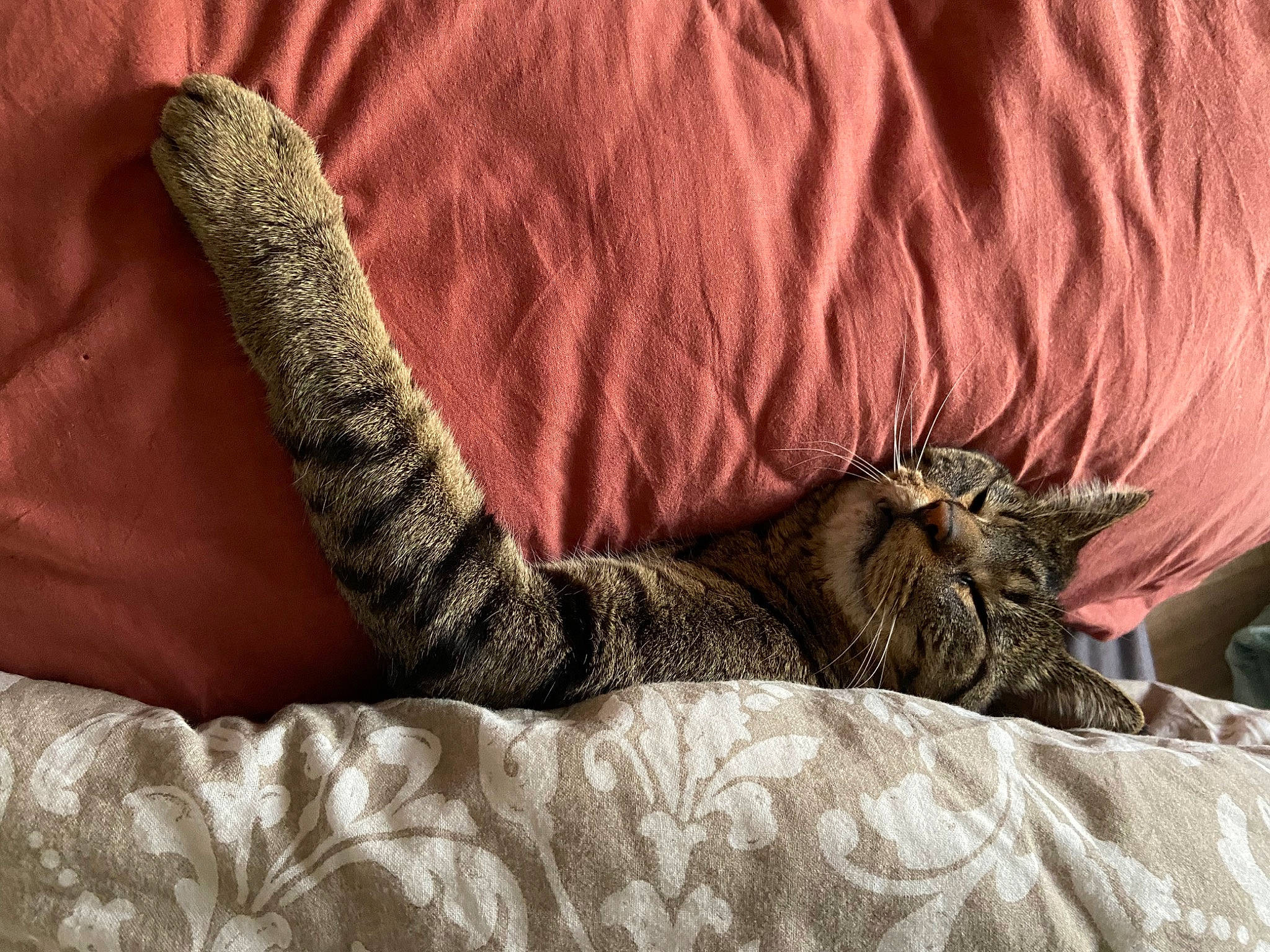 Hercule a rejoint le concours — aidez-le/la à gagner de superbes lots ! bed, bedding, carnivore, cat, comfort, couch, domestic_short_haired_cat, fawn, felidae, foot, fur, grey, human_leg, linens, small_to_medium_sized_cats, tail, textile, thigh, whiskers, wood