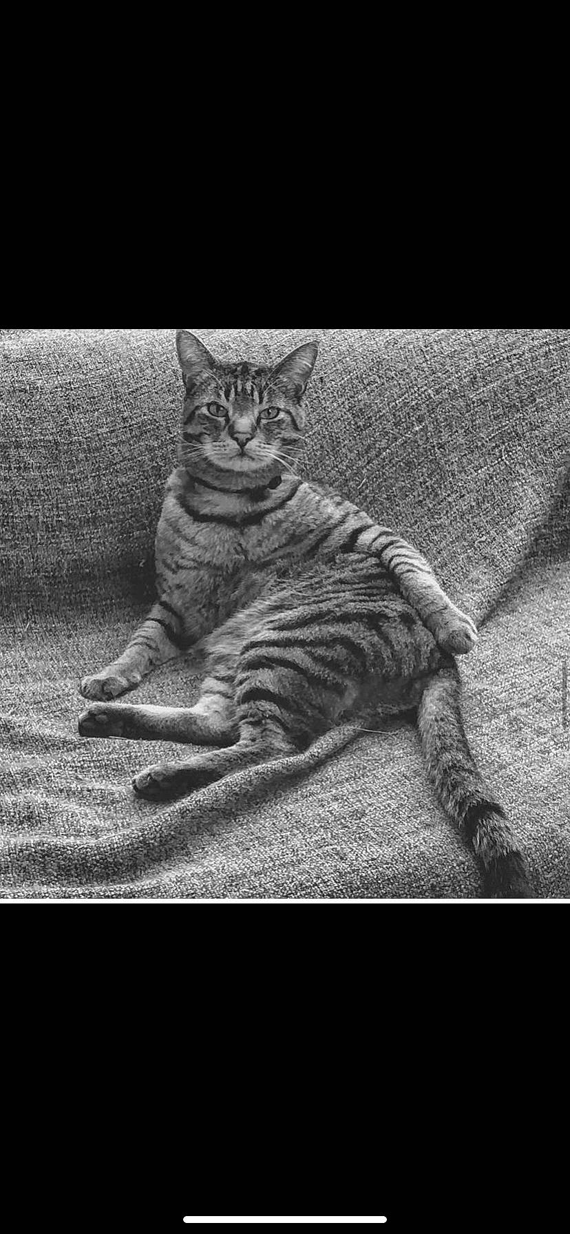 Hercule participe au concours pour gagner de l'argent avec cette photo : black_and_white, carnivore, cat, darkness, domestic_short_haired_cat, felidae, fur, grass, grey, monochrome, monochrome_photography, paw, sitting, small_to_medium_sized_cats, snout, style, tail, terrestrial_animal, whiskers, window