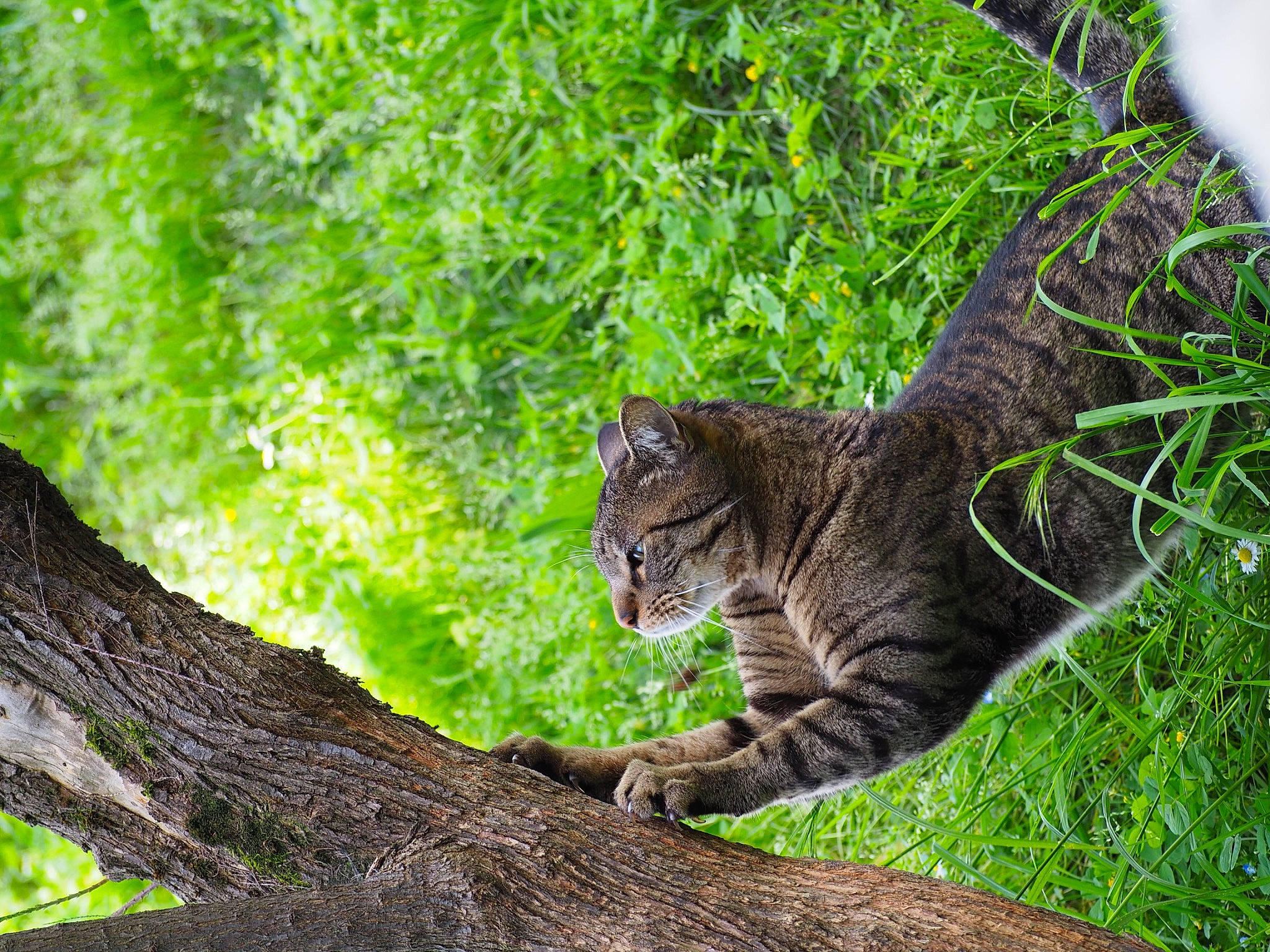 Hercule participe au concours pour gagner de l'argent avec cette photo : branch, carnivore, cat, domestic_short_haired_cat, felidae, forest, fur, grass, groundcover, jungle, plant, small_to_medium_sized_cats, snout, tail, terrestrial_animal, tree, trunk, whiskers, wildlife, wood