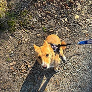 Bonbon a rejoint le concours — aidez-le/la à gagner de superbes lots ! dog, small_dog, corgi_mix, leash, harness, outdoor, dirt, gravel, leaf_litter, shadow, sunlight, looking_up, ears, eyes, snout, paws, shoe, walking, nature, pet