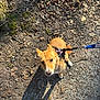 dog, small_dog, corgi_mix, leash, harness, outdoor, dirt, gravel, leaf_litter, shadow, sunlight, looking_up, ears, eyes, snout, paws, shoe, walking, nature, pet