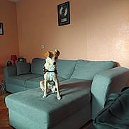 Bonbon a rejoint le concours — aidez-le/la à gagner de superbes lots ! dog, couch, living_room, pet, furniture, wall_art, floor, indoor, sitting, brown_dog, gray_couch, ottoman, wood_floor, lamp, picture_frame, decor, house, home, canine, domestic_animal