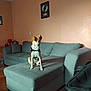 dog, couch, living_room, pet, furniture, wall_art, floor, indoor, sitting, brown_dog, gray_couch, ottoman, wood_floor, lamp, picture_frame, decor, house, home, canine, domestic_animal