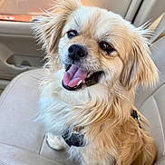 Goji joined the competition — help win amazing prizes! dog, canine, pet, happy, tongue_out, car_seat, fur, fluffy, animal, cute, smiling, indoor, leash, sitting, light_brown, beige, closeup, portrait, companion, friendly
