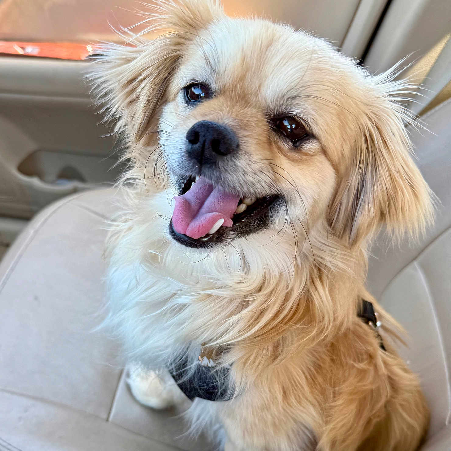 Goji joined the competition — help win amazing prizes! animal, beige, canine, car_seat, closeup, companion, cute, dog, fluffy, friendly, fur, happy, indoor, leash, light_brown, pet, portrait, sitting, smiling, tongue_out