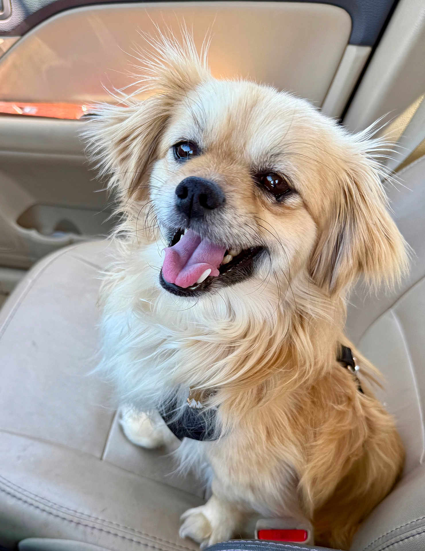 Goji joined the competition — help win amazing prizes! dog, canine, pet, happy, tongue_out, car_seat, fur, fluffy, animal, cute, smiling, indoor, leash, sitting, light_brown, beige, closeup, portrait, companion, friendly