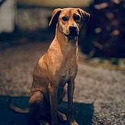 Ziggy participe au concours pour gagner de l'argent avec cette photo : black_nose, brown_eyes, canine, carpet, centered_composition, collar, cozy, dog, floppy_ears, home, indoors, living_room, moody_lighting, pet, photography, portrait, rug, short_hair, sitting, tan_dog