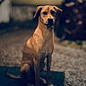 black_nose, brown_eyes, canine, carpet, centered_composition, collar, cozy, dog, floppy_ears, home, indoors, living_room, moody_lighting, pet, photography, portrait, rug, short_hair, sitting, tan_dog