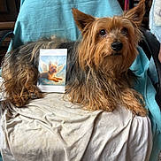 Jooky participe au concours pour gagner de l'argent avec cette photo : angel_wings, animal, black, blanket, brown, chair, cozy, cute, dog, ears, face, fur, furry, indoor, pet, photo, portrait, print, relaxed, yorkshire_terrier